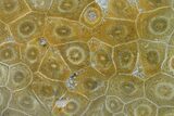 Polished Fossil Coral (Actinocyathus) - Morocco #136293-1